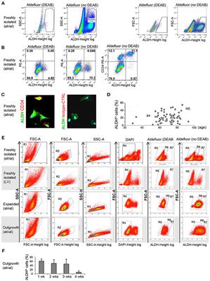 ALDH1A3 Is the Key Isoform That Contributes to Aldehyde Dehydrogenase Activity and Affects in Vitro Proliferation in Cardiac Atrial Appendage Progenitor Cells